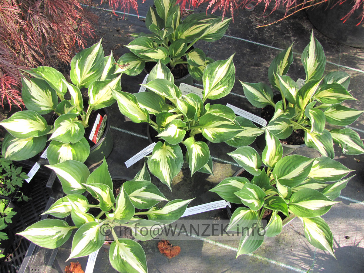 Hosta Hybride Revolution 01.JPG